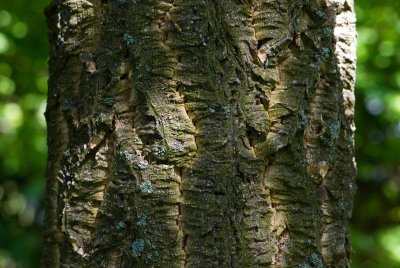 Phellodendron amurense - korkovník amurský - borka